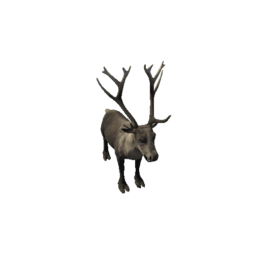 Reindeer_RM_FV_SHP (Fur)